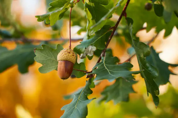 Photo of Beautiful colorful closeup of an acorn growing on oak tree with orange october leaves in the background.