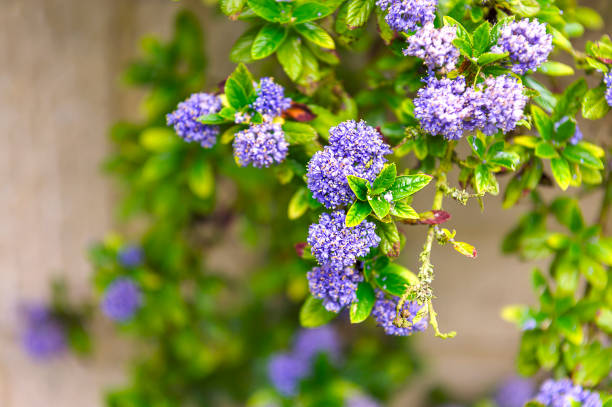Spring view -  blossoming tree with blue flowers - lilac