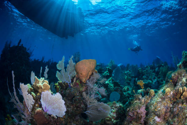 istock Caribbean marine life and female diver 1055895962