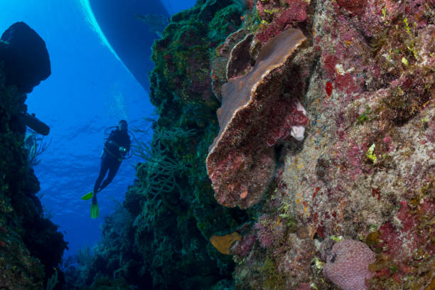 istock Caribbean marine life 1055896052