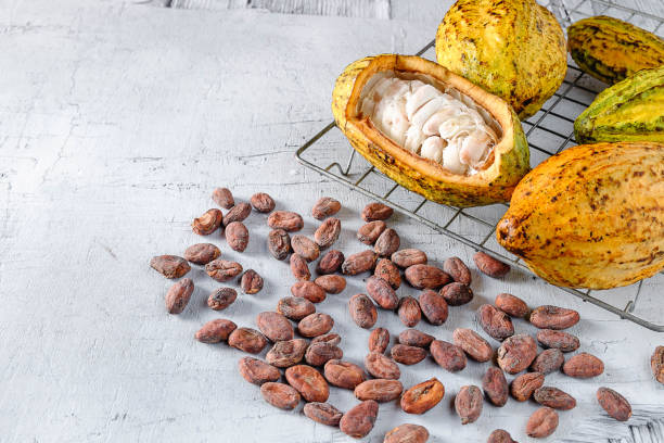 istock Fresh cocoa with cocoa pods and cocoa beans. 1055897608
