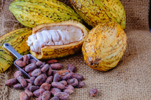 istock Fresh cocoa with cocoa pods and cocoa beans. 1055897624