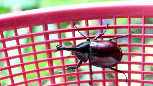 Beetle in red basket