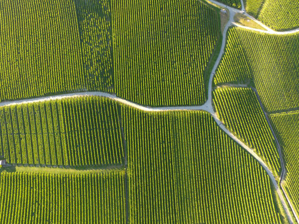 Aerial of Vineyard fields between Lausanne and Geneva in Switzerland Aerial of Vineyard fields between Lausanne and Geneva in Switzerland winemaking photos stock pictures, royalty-free photos & images