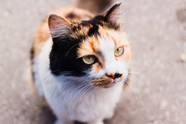 istock beautiful three-coloured cat with a black spot on her nose 1055898636