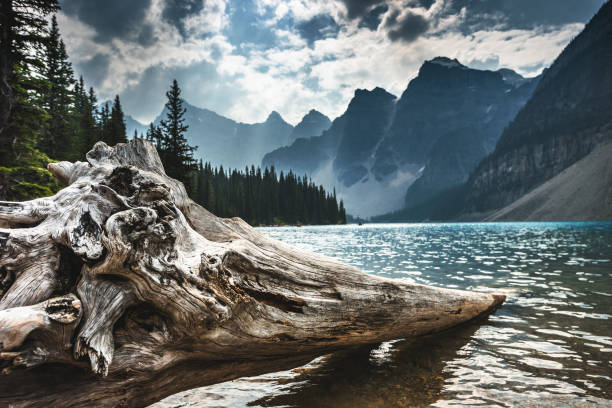 lago moreno a banff - lake louise national park landscape forest foto e immagini stock