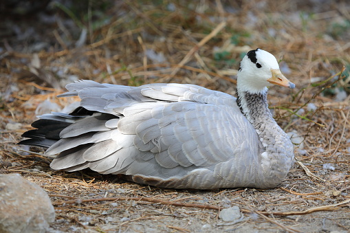 Anser indicus resting in the ground: bar-headed goose