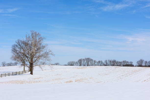 istock Tree in Snow Covered Field with Blue Sky 1055900346