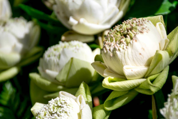 istock Abstract background of flowers Closeup. 1055900642