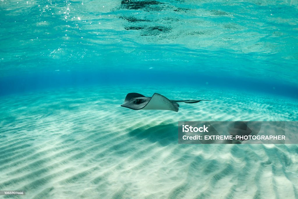 Stingray fish Stingray fish in the clear Caribbean sea near Cayman Islands. Stingray Stock Photo