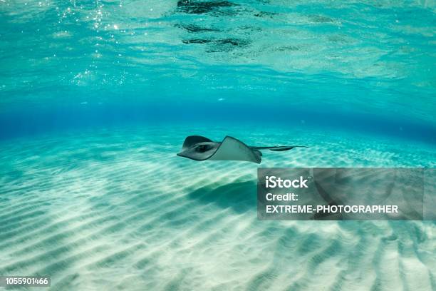 Stingray Fish Stock Photo - Download Image Now - Stingray, Sea, Underwater