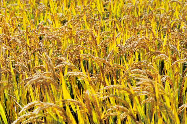 istock paddy field in the harvest autumn 1055904480