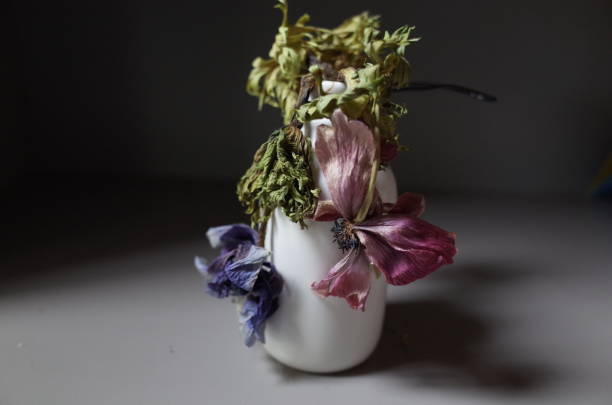 Decaying anemone and Japanese peony. Metaphor of death, loss and decaying.