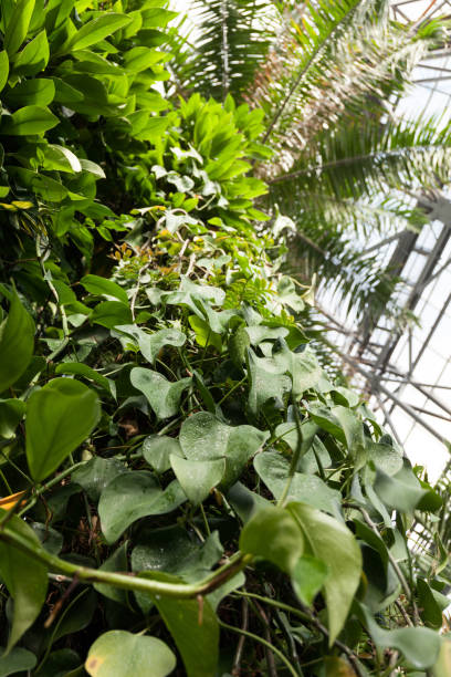 istock Tropical greenhouse with green plants 1055911234