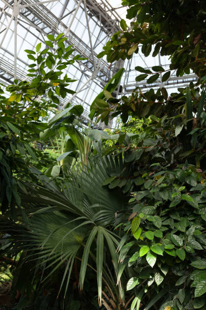 istock Evergreen tropical plants in a tropical greenhouse 1055911372
