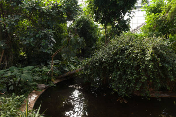 istock Closed biosphere in a tropical greenhouse 1055911410