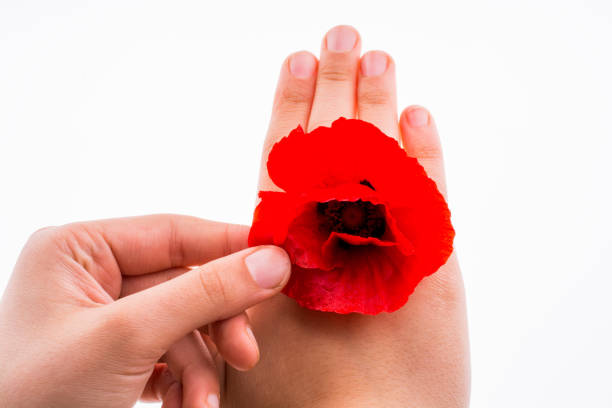 istock Hand holding a Red Poppy 1055914756