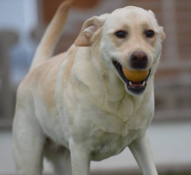 istock Labrador Retriever at Sea 1055914786