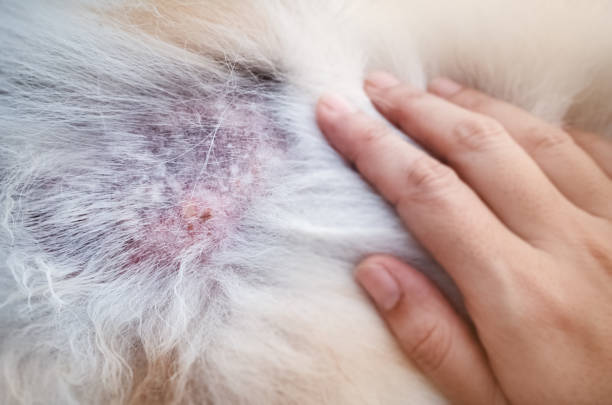 The Dermatitis in dog,show disease on dog skin In selective focus of The Dermatitis in dog,show disease on dog skin,blurry light around pomeranian pets mammal small stock pictures, royalty-free photos & images