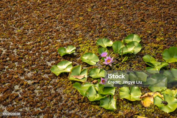 Blooming In The Dead Pond Stock Photo - Download Image Now - Beauty In Nature, Campus, China - East Asia