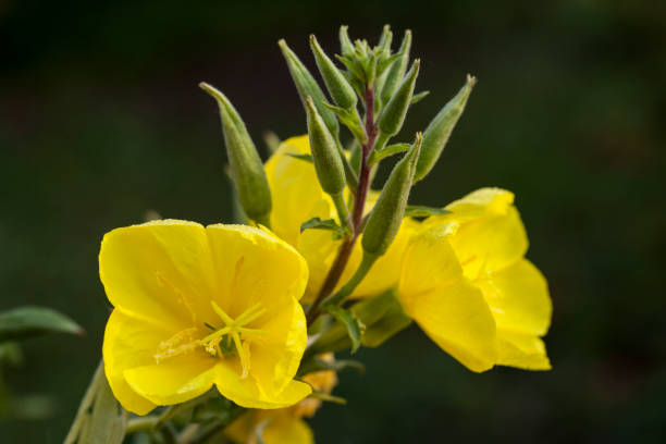 istock Verbascum Thapsiforme - Medicinal Plant 1055920246