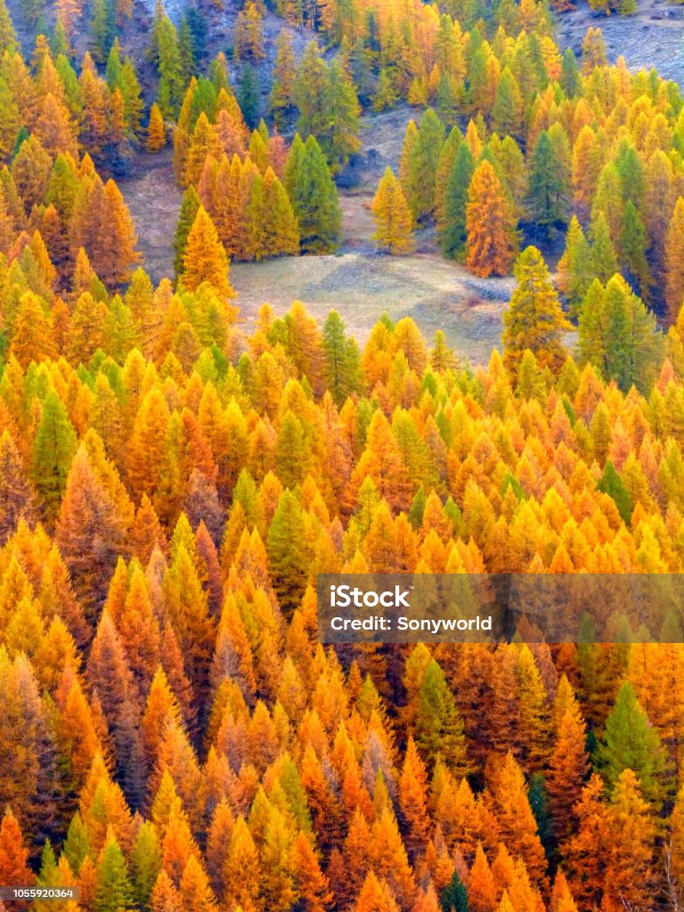 Forest of larch trees, Sestriere, Italy Colorful forest of orange colored larch trees in the italian Alps during autumn, Sestriere, Piedmont, Italy Sestriere Stock Photo