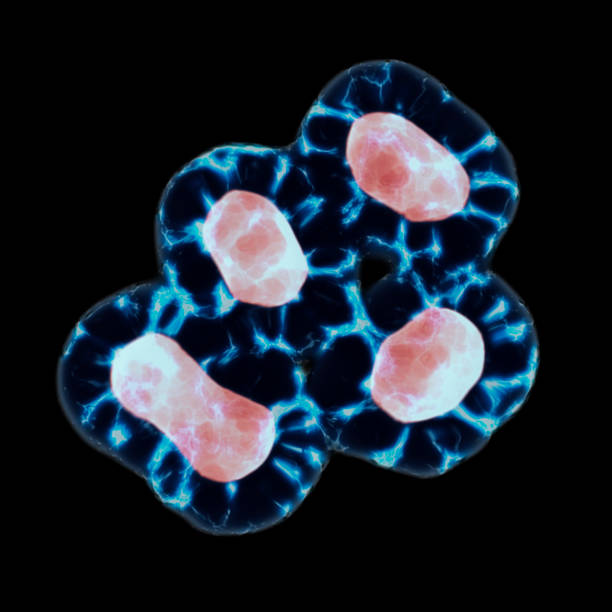 istock Division Of The Cytoplasm Into Two Daughter Cells. 3D Render 1055921972
