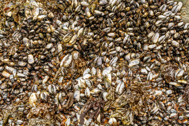 istock Pacific ocean mussels on rock 1055926878