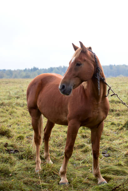 istock Bay horse on pasture 1055929960