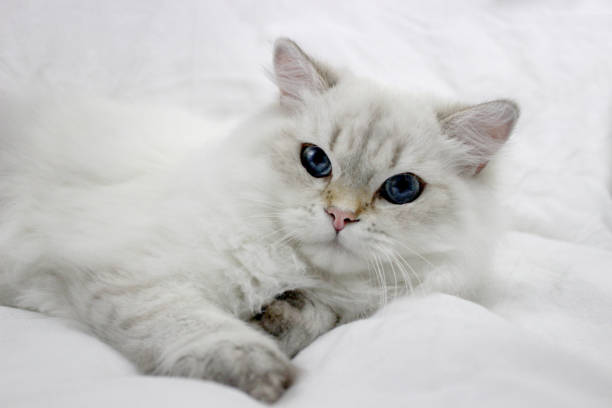 istock Persian doll face golden point 2* 1055930430