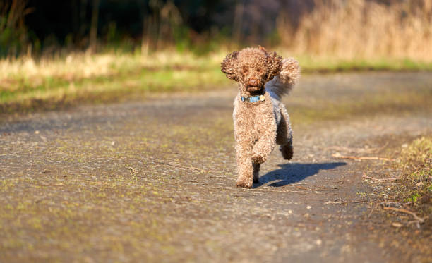 istock Brown Miniature Poodle sprinting along a country lane 1055931810