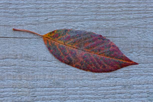 istock red dry fallen leaf on a gray wooden board 1055934516