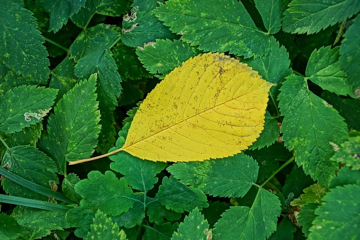 dry yellow leaf on green leaves of plants