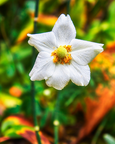 Warm color outdoor floral image of a blooming white autumn anemone blossom with buds taken on a hot sunny summer day with natural blurred background