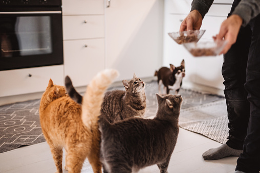 Gatos y el perro conseguir comida en la cocina photo