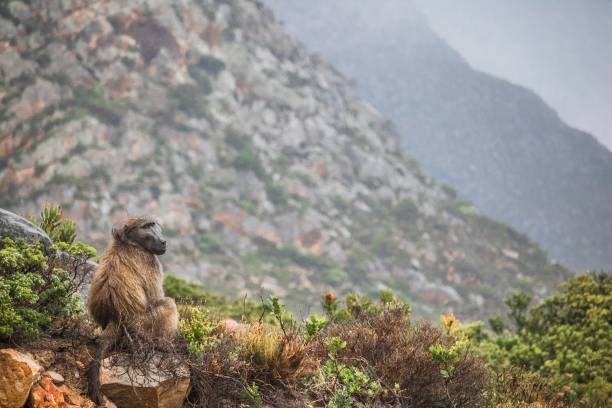 Baboon sitting on a rock overlooking mountains on a rainy day - Clarence Drive, between Gordons Bay and Kleinmond in the Western Cape, South Africa Exploring the regions around the Western Cape, South Africa gordons bay stock pictures, royalty-free photos & images