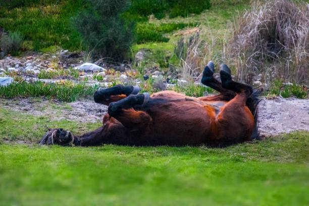 istock Stallion horse rolling on grass enjoying himself. 1055938536
