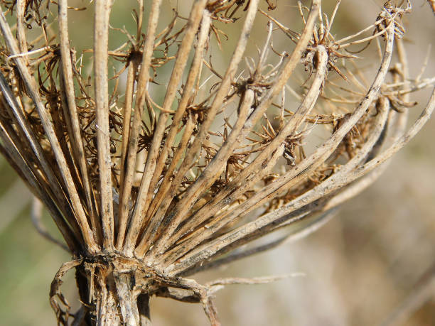 istock Head of dried dandelion, dead flower 1055938658