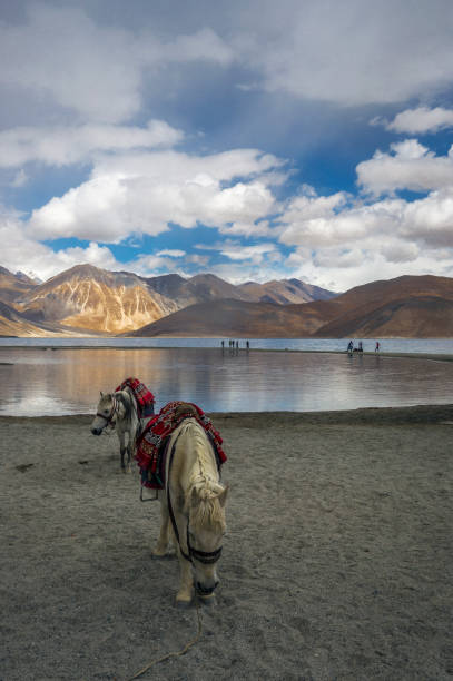 istock pangong lake, ladakh 1055939112