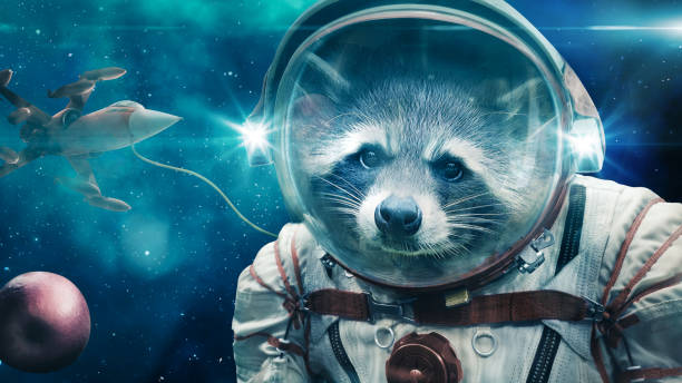 Space Raccoon stock photo
