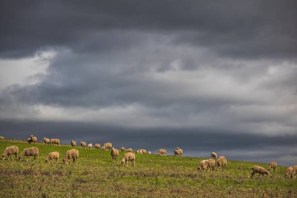 istock Dramatic stormy clouds over green farm fields with sheep grazing. 1055940078