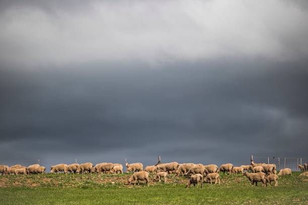 istock Dramatic stormy clouds over green farm fields with sheep grazing. 1055940108