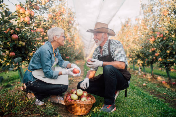 istock Couple at apple orchard 1055940658