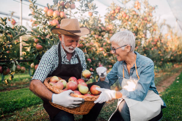istock Happy farmers with homegrown apples 1055940964