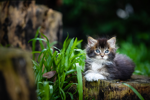 Portrait of black ticked white Maincoon kitten sitting on a wooden log in green garden daytime lighting. Adorable small cat.