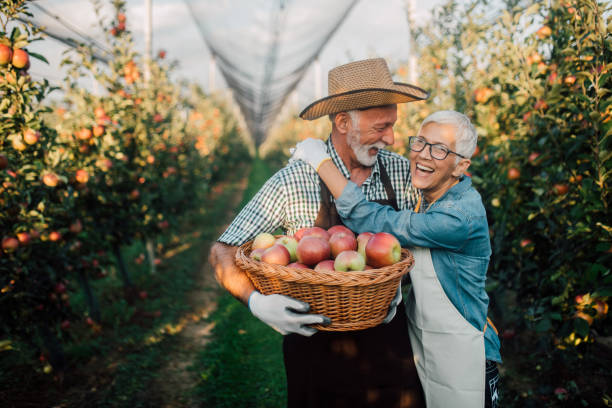 пара, держащая корзину яблок и смеющаяся - senior adult couple farm gardening стоковые фото и изображения