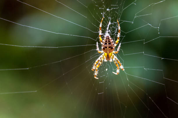 istock An European Garden Spider in its web waiting for its prey 1055943364