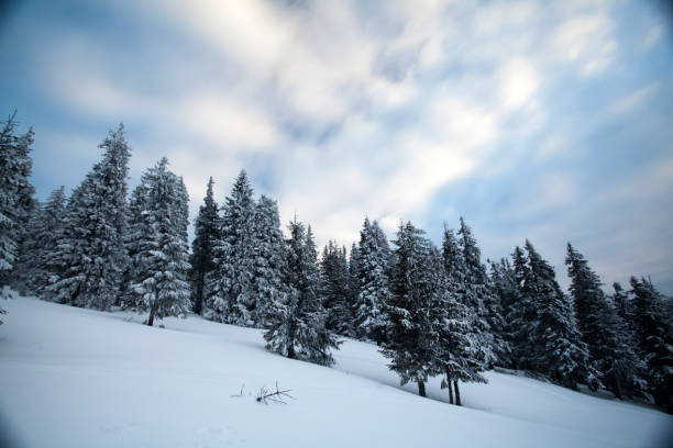 istock Snowy fir trees 1055944922