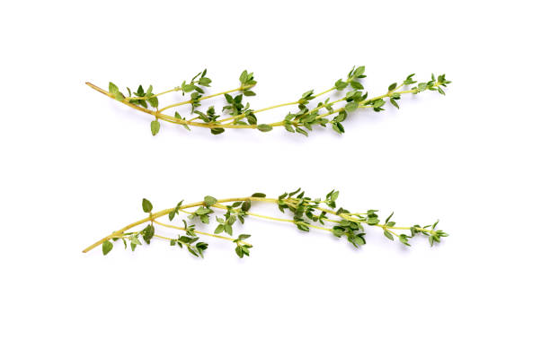 jardín aislado tomillo, hierbas de cocina - healthy eating close up thyme herb fotografías e imágenes de stock