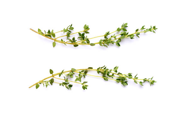 Isolated thyme garden, cooking herb